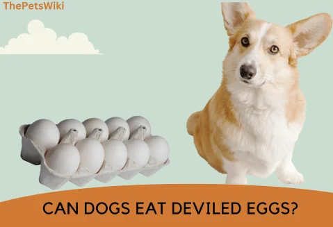 Can Dogs Eat Deviled Eggs?