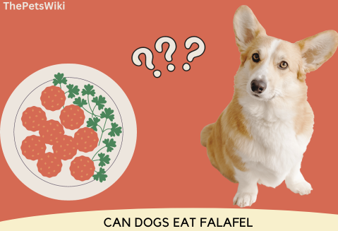 Can Dogs Eat Falafel