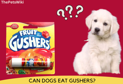Can Dogs Eat Gushers?