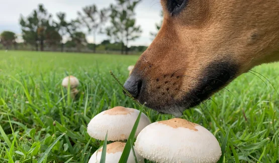 can drug dogs smell mushrooms