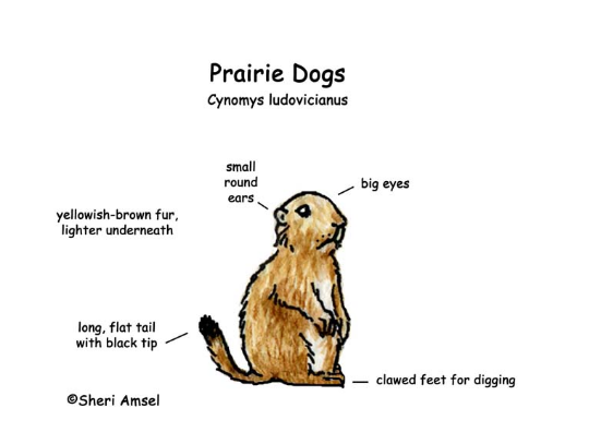 Anatomy of Prairie Dogs