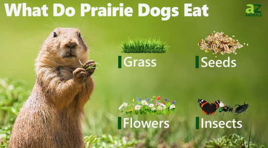 Prairie dogs eat