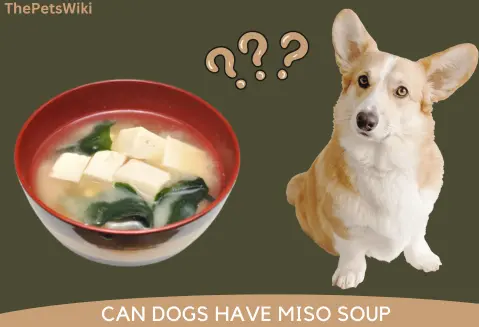 Can dogs have Miso Soup