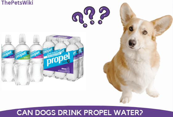 Can Dogs Drink Propel Water?