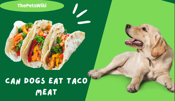 Can Dogs Have Taco Meat?