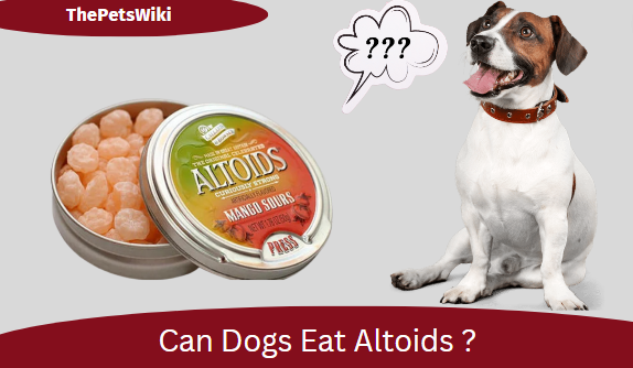 Can dogs eat Altoids?