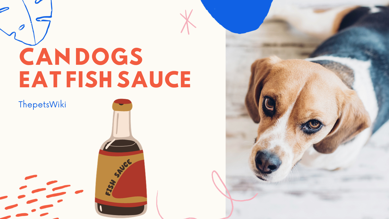 Can Dogs Eat Fish Sauce?