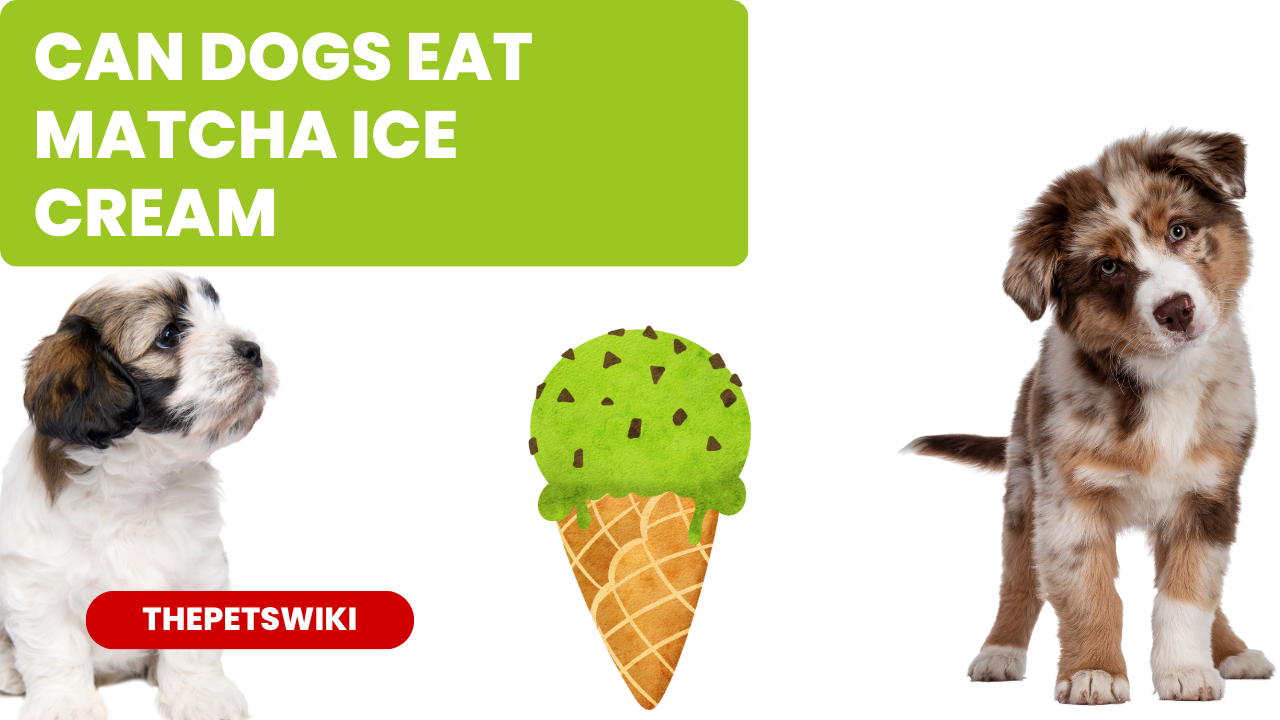 Can Dogs Eat Matcha Ice Cream?