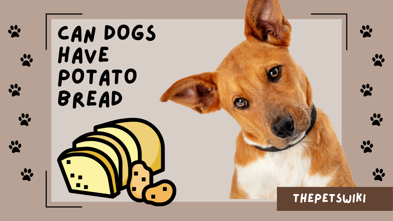 can dogs have potato bread