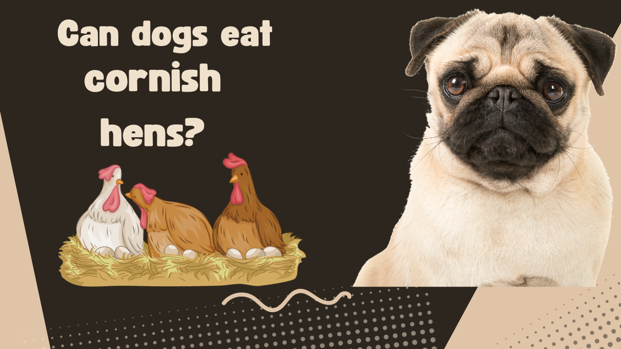 Can Dogs Eat Cornish Hens?