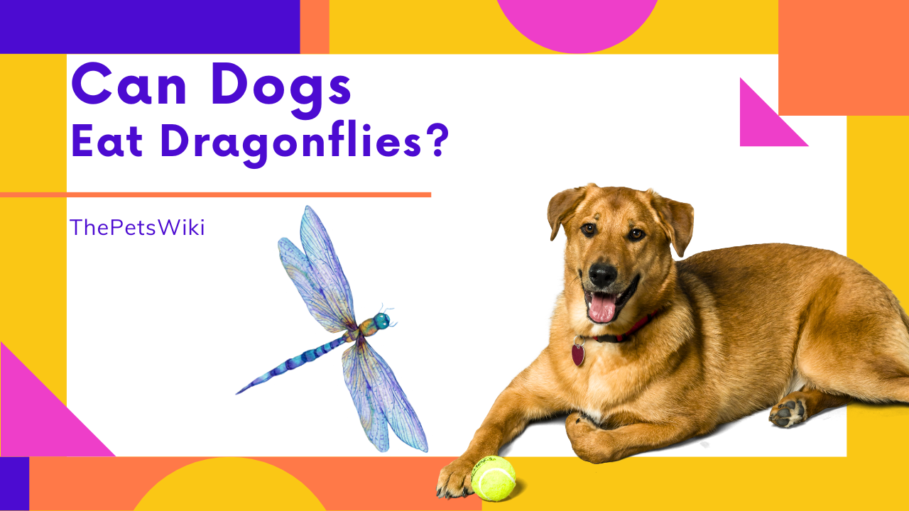 Can Dogs Eat Dragonflies?