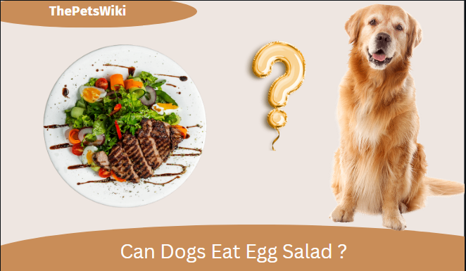 can dogs eat egg salad?