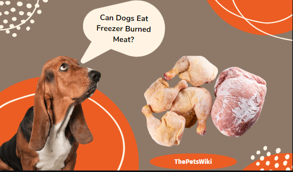 Can Dogs Eat Freezer Burned Meat?