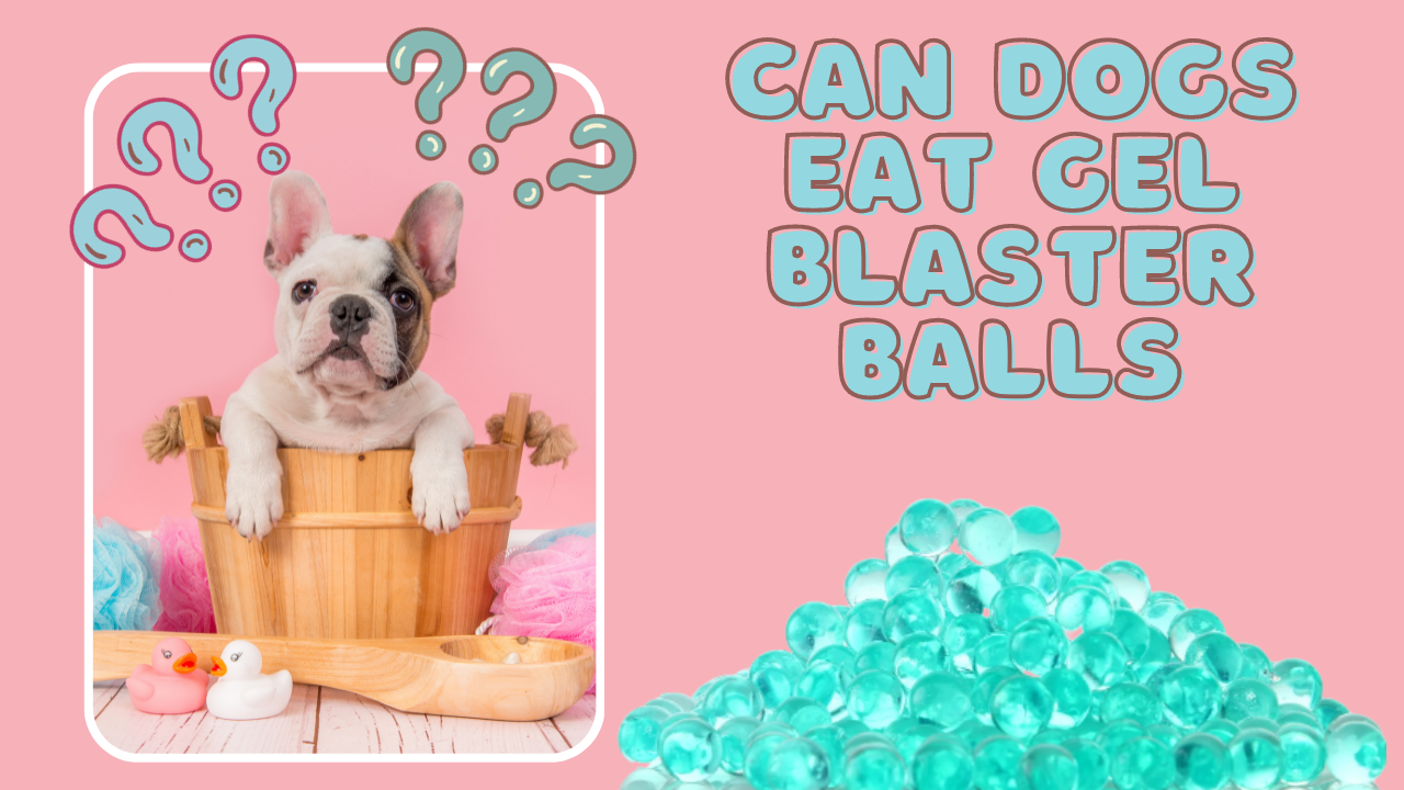 Can Dogs Eat Gel Blaster Balls?