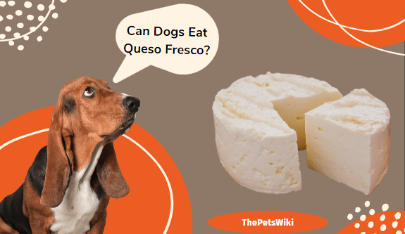 Can Dogs Eat Queso Fresco