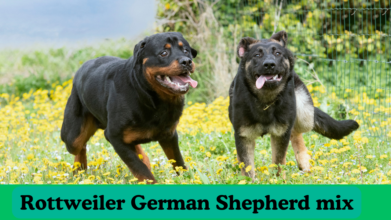 Rottweiler German Shepherd mix