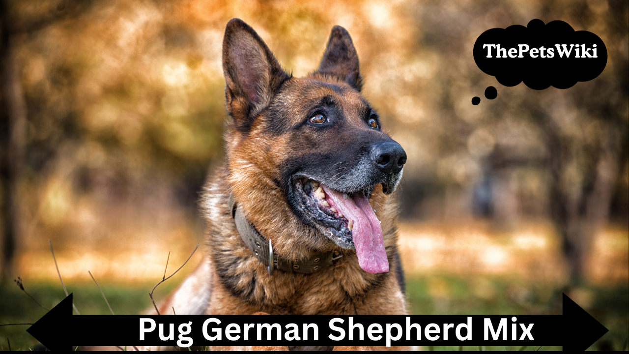 Pug German Shepherd Mix