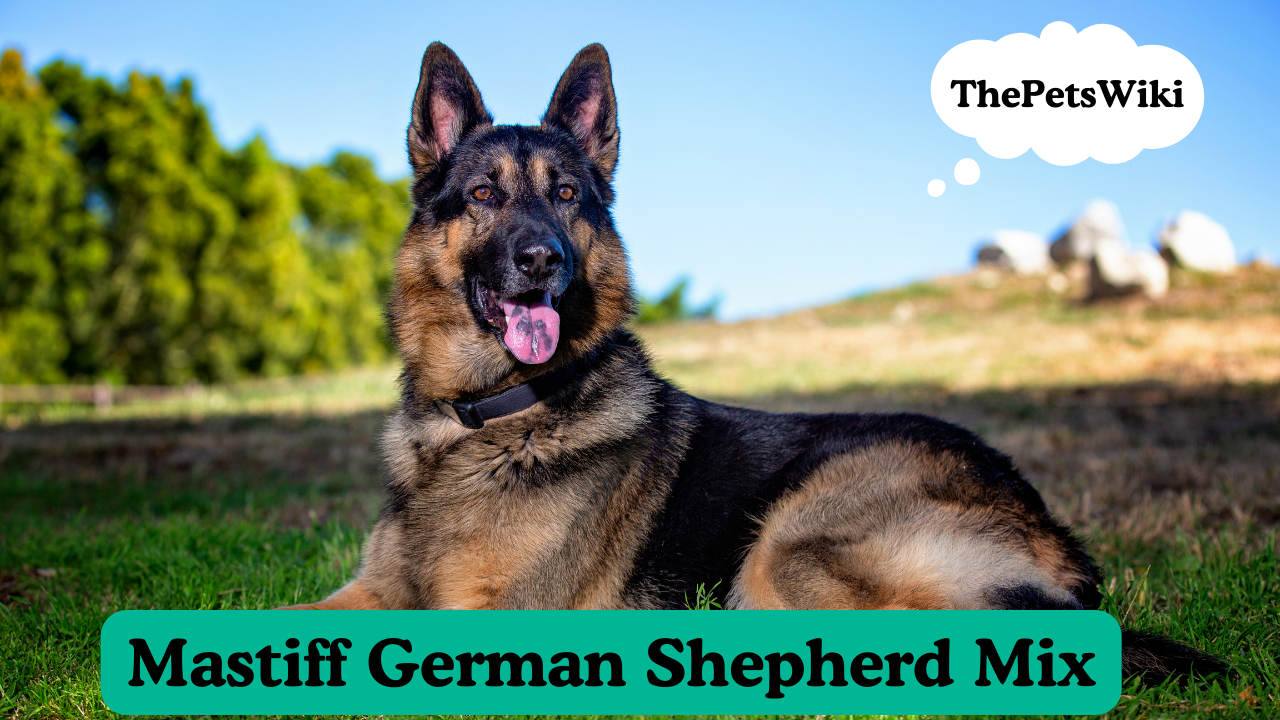 Mastiff German Shepherd Mix