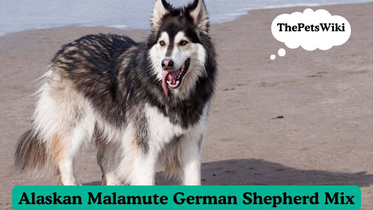 Alaskan Malamute German Shepherd Mix