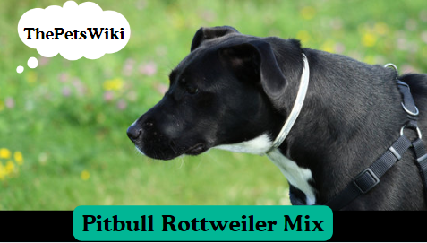 Pitbull Rottweiler Mix