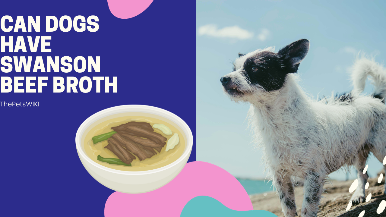 Can Dogs Have Swanson Beef Broth?