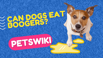 can dogs eat boogers?