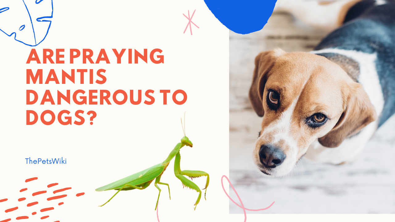 Are Praying Mantises Dangerous to Dogs