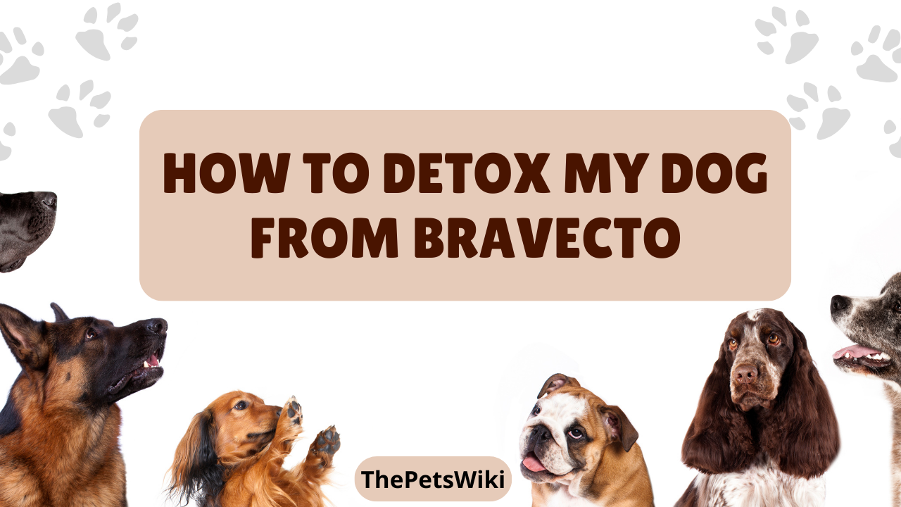How to Detox Your Dog from Bravecto?