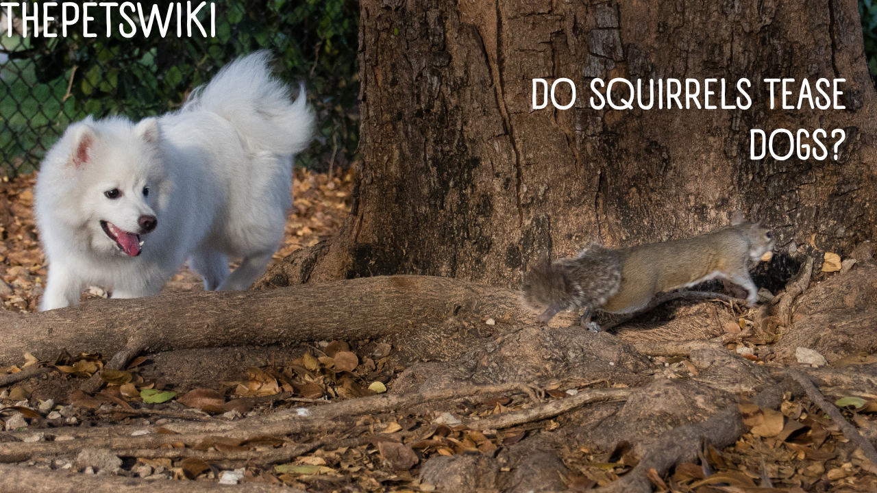 Do Squirrels Tease Dogs?