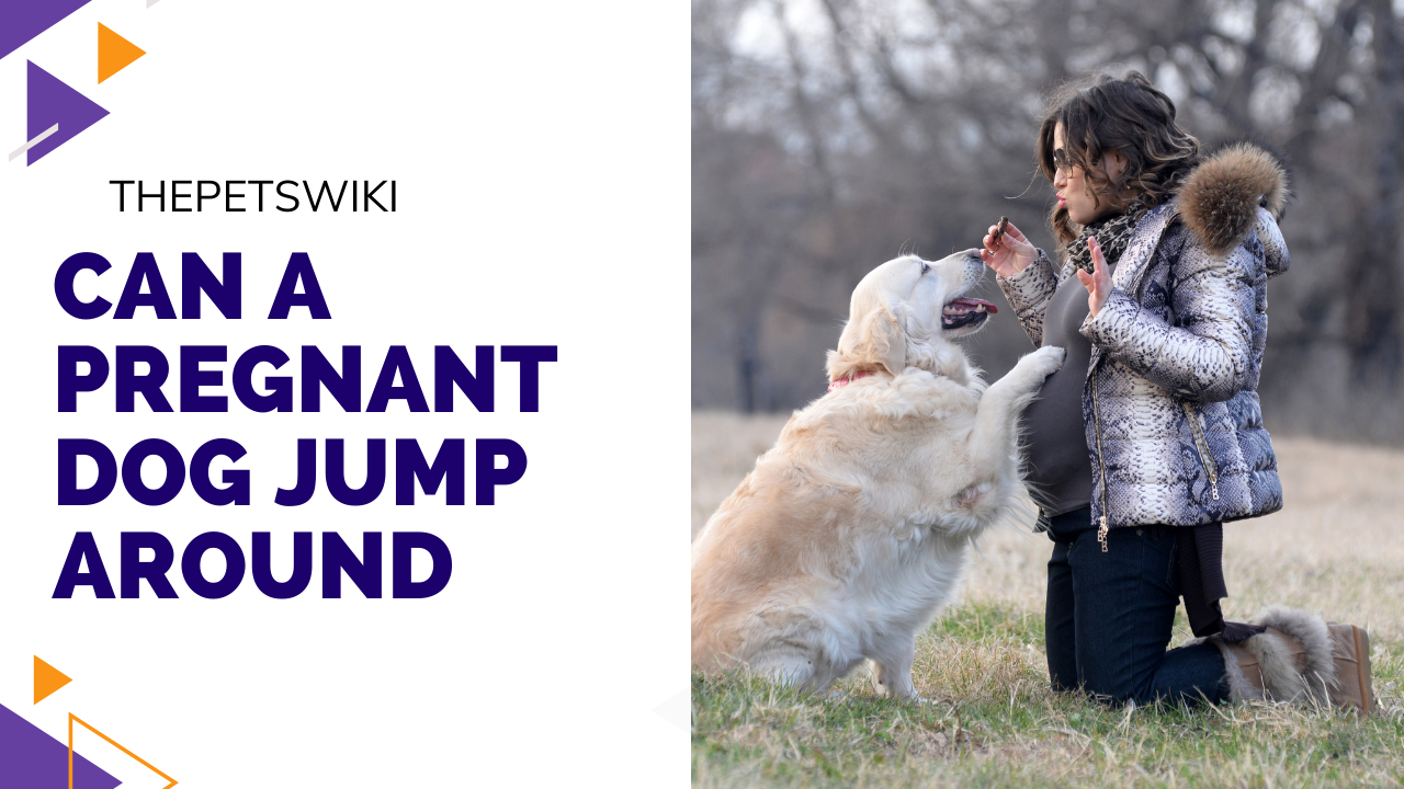 Can a pregnant dog jump around