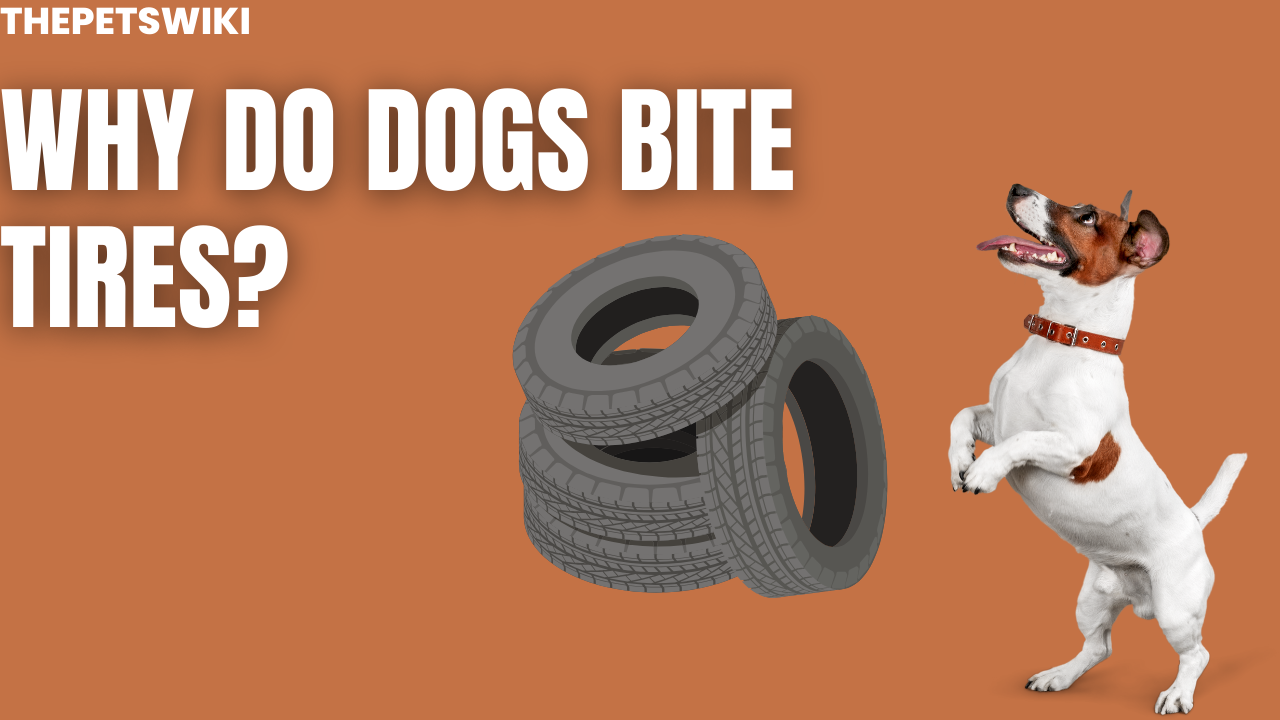 Why Do Dogs Bite Tires?