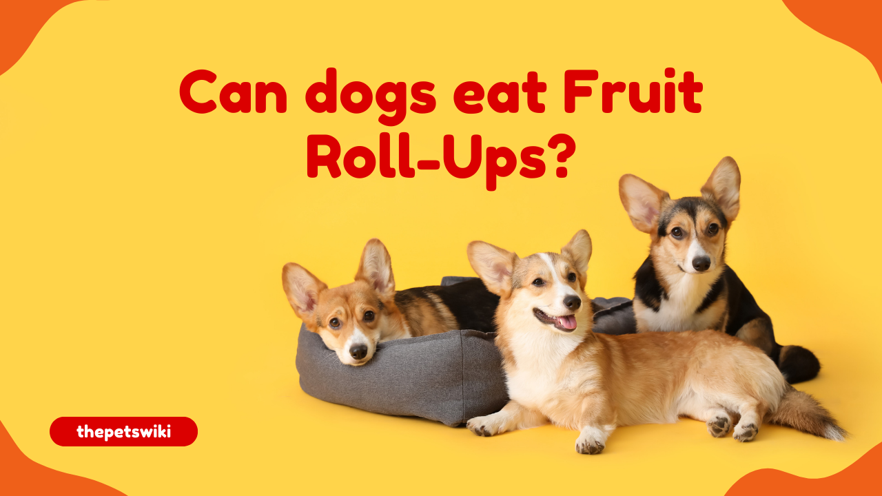 can dogs have Fruit Roll-Ups?