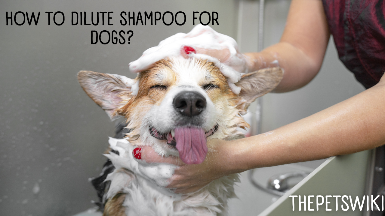 How to Dilute Shampoo for Dogs?