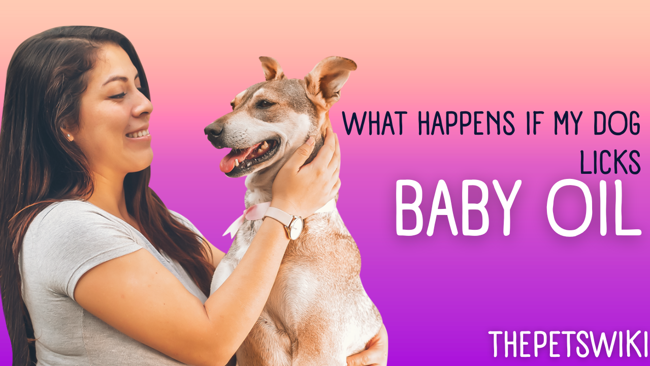 What Happens If My Dog Licks Baby Oil?