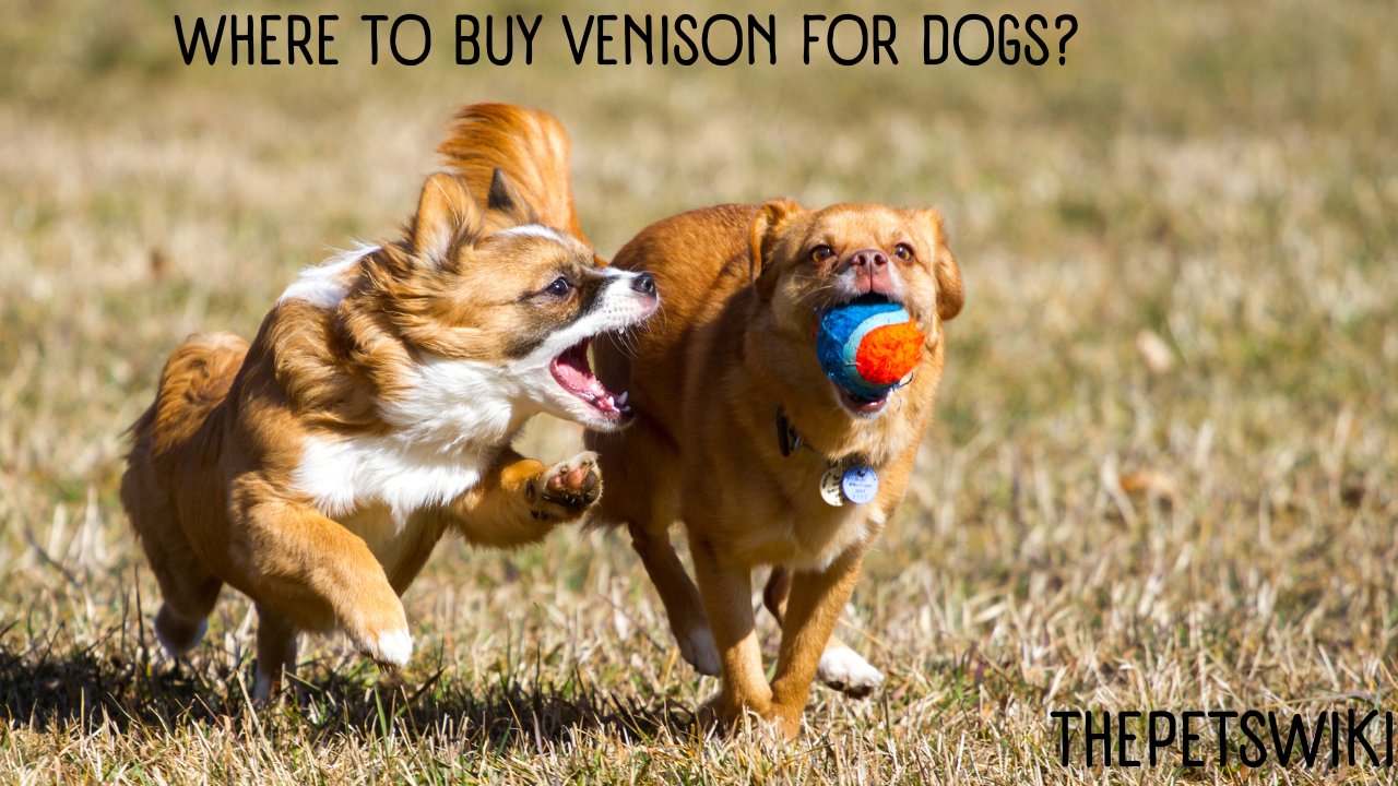 Where to Buy Venison for Dogs