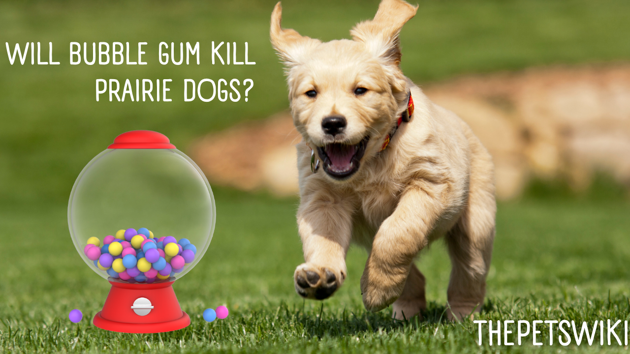 Will Bubble Gum Kill Prairie Dogs?