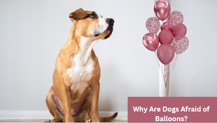 Why Are Dogs Afraid of Balloons?
