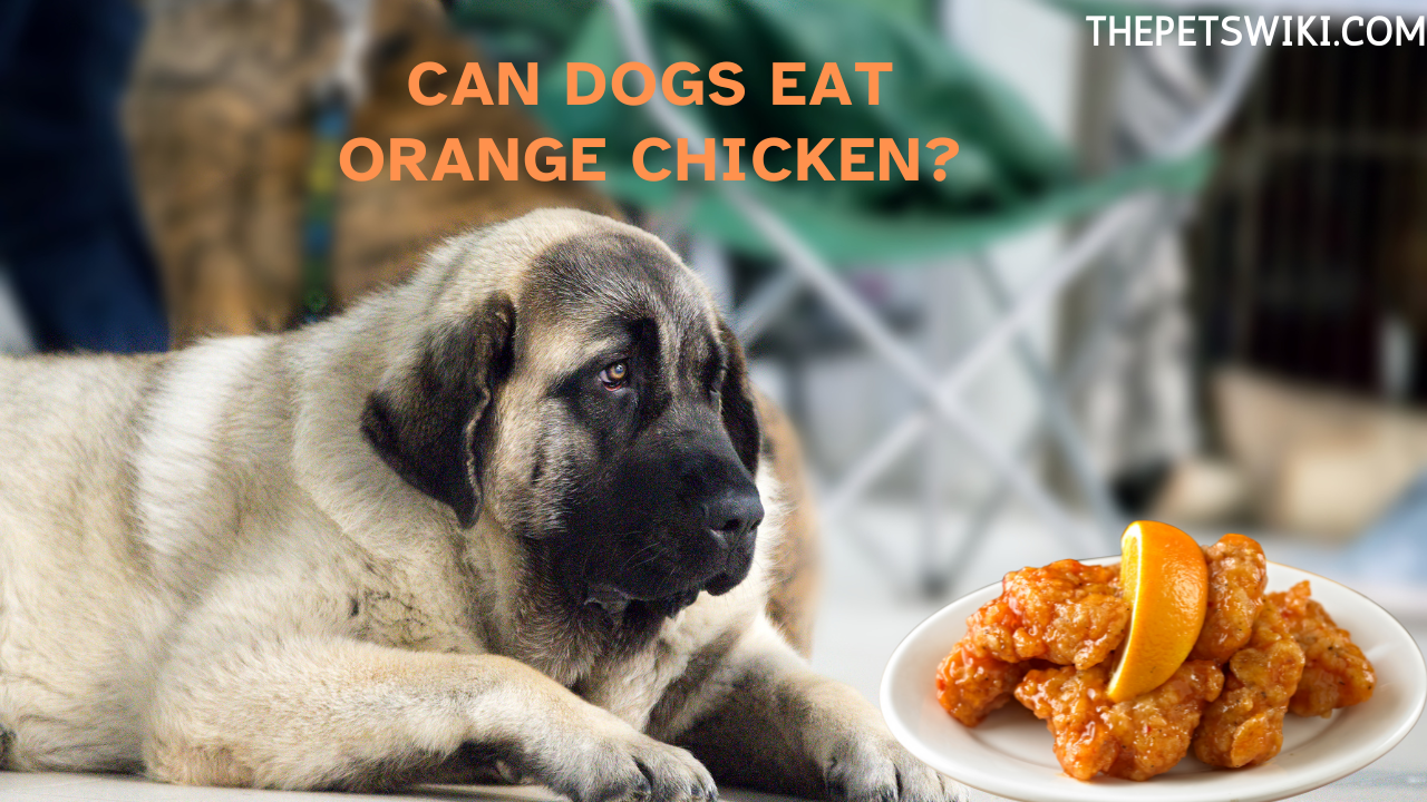 Can Dogs Eat Orange Chicken?