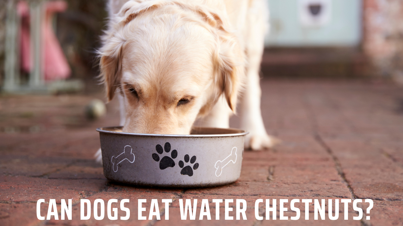 Can Dogs Eat Water Chestnuts?