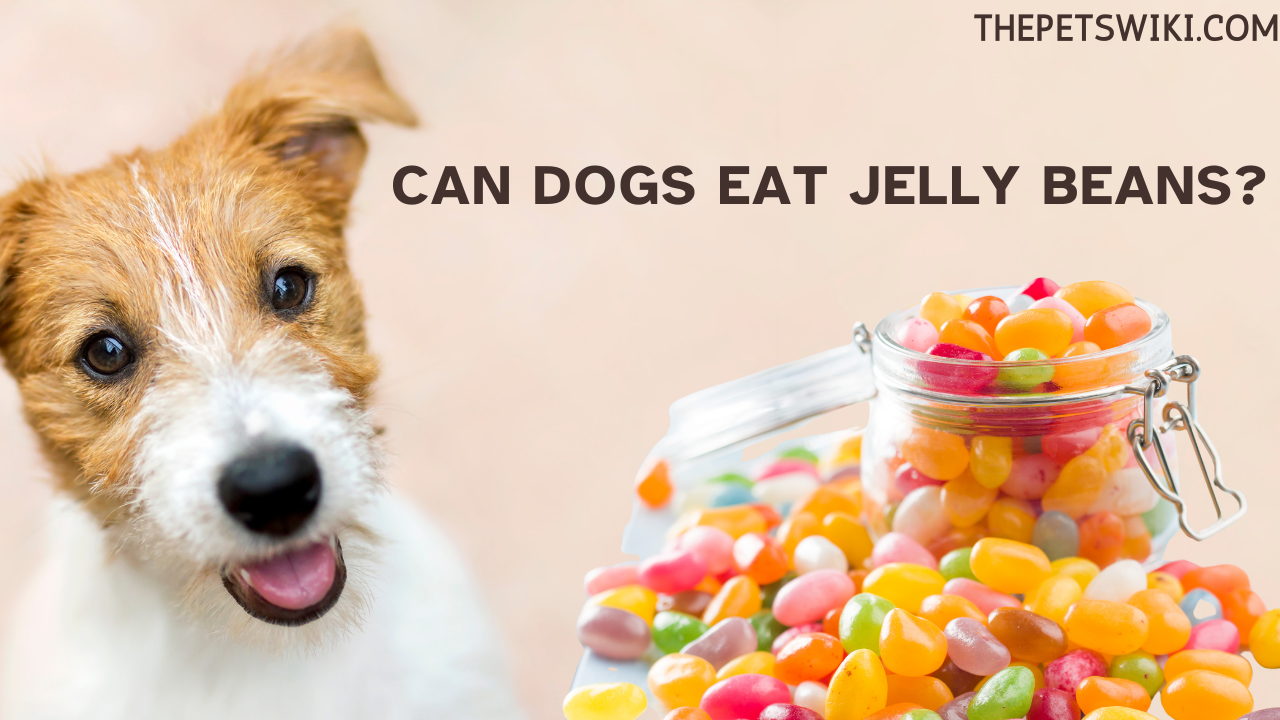 can dogs eat jelly beans?