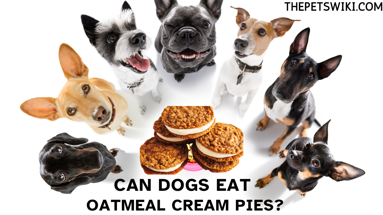 can dogs eat oatmeal cream pies?