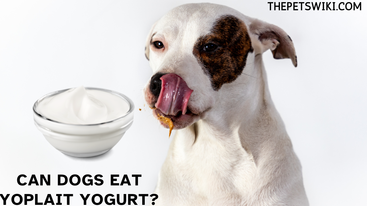 can dogs eat yoplait yogurt?
