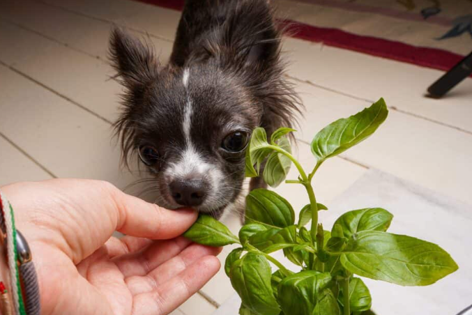 Can Dogs Eat Basil Leaves?