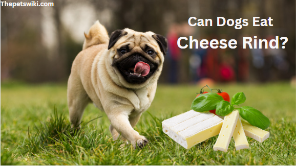 Can Dogs eat cheese Rind