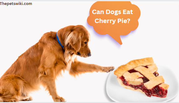 Can Dogs Eat Cherry Pie