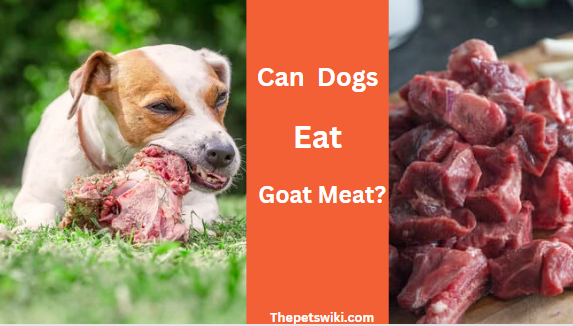 can dogs eat goat meat