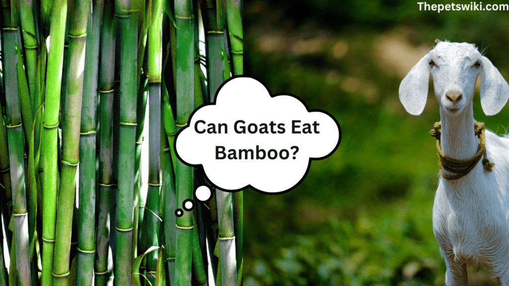 Can Goats Eat Bamboo?