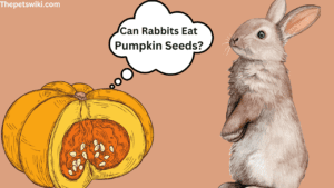 can rabbits eat pumpkin seeds
