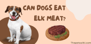 Can Dogs Eat Elk Meat