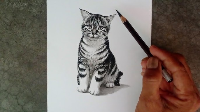 Pencil:W3k-Sx4casg= Cat Drawing